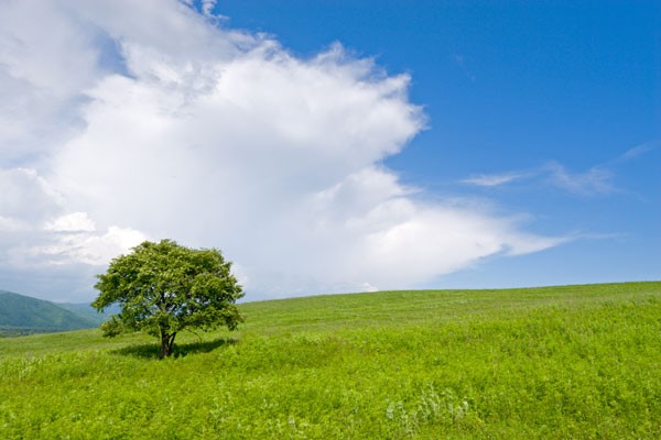 Image de départ, un arbre dans une prairie